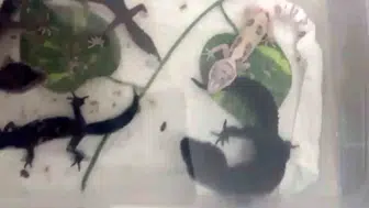 Kartal'da yasa dışı hayvan ticareti operasyonunda 134 canlı hayvana el konuldu