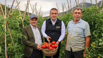 Bilecik'te yıllık domates hasadı sürüyor, 86 bin ton sofra domatesi toplandı