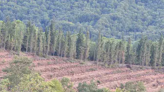 Gönen’de 250 hektarlık endüstriyel plantasyon sahası kuruluyor