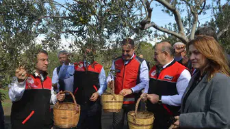 Ayvalık’ta ilk zeytin hasadı dualarla başladı
