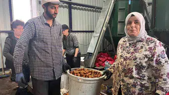 Hayrabolu'da ceviz üretiminde 200 ton hedefleniyor
