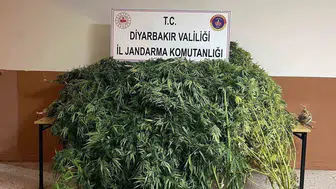 Diyarbakır’da 57 bin 700 kök kenevir ve çok miktarda uyuşturucu ele geçirildi
