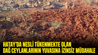 Dağ ceylanlarının yaşam alanını izinsiz süren şahsa 699 bin liralık ceza