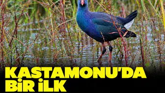 Kastamonu'da bir ilk: Sazhorozu ilk kez görüntülendi