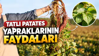 Sağlıklı yaşamın yeni anahtarı: Çöpe atılan yaprakların şaşırtan gücü!