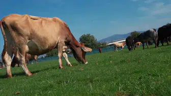 Şap alarmı kırmızı et merkezini vurdu: Amasya'da pazarlara kilit vuruldu!