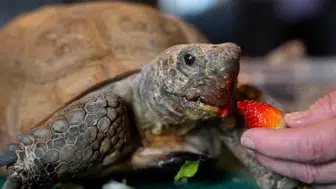 Kabuğu delinmeden ameliyat edilecek: 104 yaşındaki Gopher kaplumbağası gus yaşam mücadelesinde