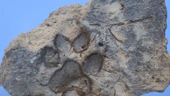 Tavşanlı Höyük'te 4 bin yıllık sürpriz: Yıkılan duvardan köpek pati izi çıktı