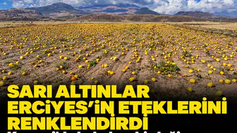 Sarı altınlar Erciyes'in eteklerini renklendirdi: Kayseri'de kabak çekirdeği hasadı heyecanı