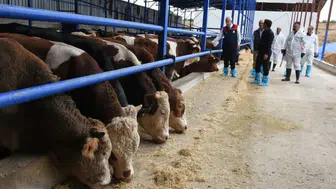 Malatya’da sağlık operasyonu: 238 bin büyükbaş için ekipler sahada!
