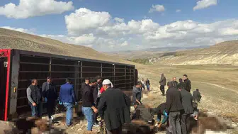 Siverek yolculuğu faciayla bitti: Hatalı sollama 130 küçükbaşın canına mal oldu