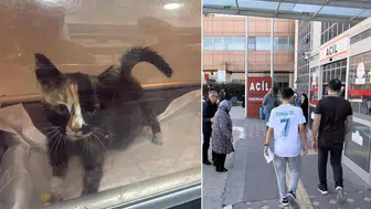 Gizemli salgın kenti alarma geçirdi: 5 bin kişi hastanelik olduktan sonra şimdi de evcil hayvanlar...