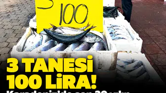 3 tanesi 100 lira!: Karadeniz'de son 20 yılın en devasa palamut akını