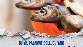 Balık sezonunda öne çıkan omega-3 deposu 7 tür