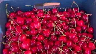 Edirne'nin coğrafi işaretli lezzeti çeribaşı kirazında hasat başladı