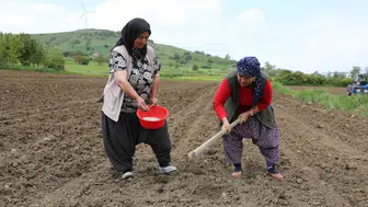 Tarlada ürünüm kalır mı korkusu bitti: Ladik fasulyesi için belediyeden "satın alma" garantisi