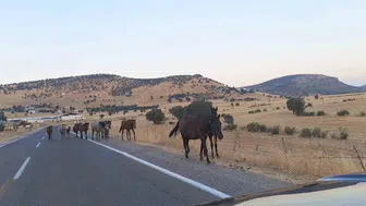 Diyarbakır'da yaban atları trafikte zor anlar yaşattı
