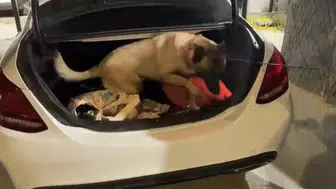 Narkotik köpeği Şila, valizdeki uyuşturucuyu kısa sürede tespit etti