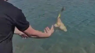 Elazığ'da oltaya takılan yavru sazan, doğal yaşamına geri döndü