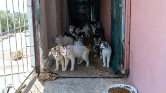 Mersin'de çöpten ziyade kediler çıktı: 100 kedi sağlıksız koşullarda bulundu