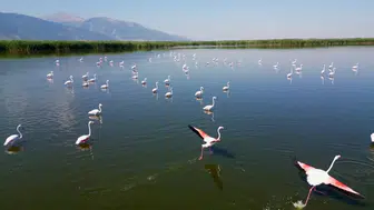 Eber Gölü'nde allı turna görüntüleri göz kamaştırıyor