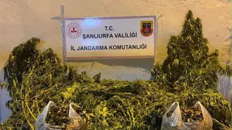 Eyyübiye'de uyuşturucu operasyonu: 625 kök kenevir ve 4 kilogram esrar ele geçirildi
