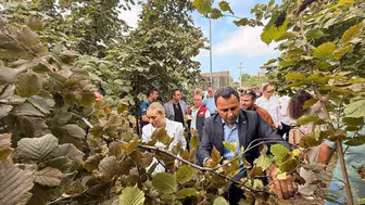 Akçakoca fındık hasat şenliğiyle yöresel değerler kutlandı