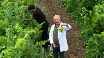 Ondokuz Mayıs Üniversitesi'nde üzüm hasadı başlamışken öğrenciler de sahada yer alıyor