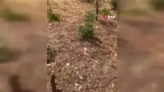 Siirt'te fıstık üreticileri yaban domuzlarıyla mücadele ediyor