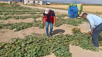 Afyonkarahisar'da tarımsal verim ve rekolte tahminleri için saha çalışmaları devam ediyor