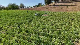 Deprem sonrası köyüne dönen işçi, tarıma yöneldi: Şimdi kabak üretiyor