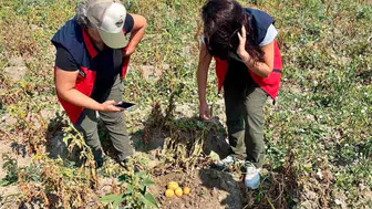 Afyonkarahisar'da patates verimliliği için saha kontrolleri sürüyor