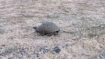 Kaplumbağayı korumak için trafikte durdular