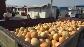 Hayır duası yeter diyen çiftçi, 50 ton kavunu depremzedelere ücretsiz dağıtıyor