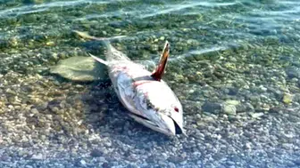 Çeşme ve Karaburun'da yeniden orkinos ölümleri endişe yaratıyor