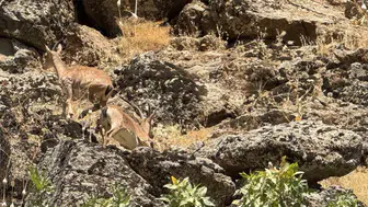 Şırnak'taki dağ keçileri koruma altında besleniyor