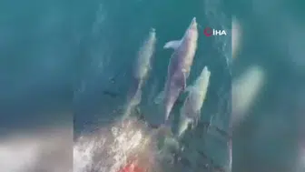 Marmara Denizi'nde feribot yolculuğuna eşlik eden yunuslar unutulmaz anlar yaşattı