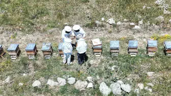 Erzincan'da arıcılar bal hasadına odaklandı