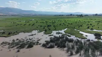 Tokat'ta mandaların serinleme anları belgeseli aratmadı