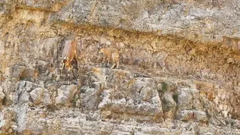 Gümüşhane'de yaban keçisi yavrusuna tırmanış dersi veriyor