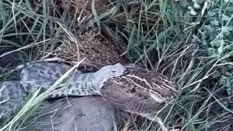 Tunceli'de engerek yılanının bıldırcın avı kameralara yansıdı