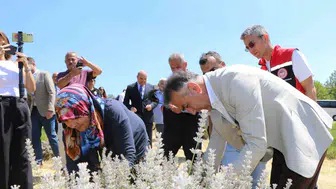 Safranbolu'da safran soğanı dikimi yapıldı