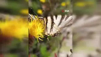 Osmaniye'de nadir zebra kırlangıç kuyruklu kelebek keşfi