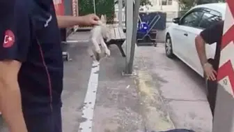 Yalova'da mahsur kalan kediye itfaiye müdahalesi