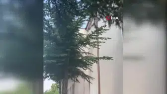 Kedinin ağaçtan kurtarılması için itfaiye devrede