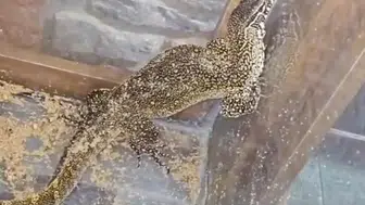 Manisa'da düzenlenen operasyonda 61 egzotik hayvan kurtarıldı