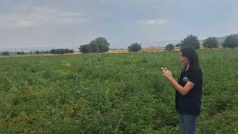 Şuhut'ta patates üretim sahalarında kontroller aralıksız sürüyor