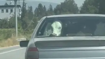Bolu’da ilginç görüntüler: Otomobildeki buzağı yolculuğu şaşırttı