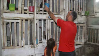 Perşembe'de horozun annelik serüveni: Civcivleri koruyor