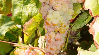 Çilek tadında üzüm: Bronx Seedless ile tanışın